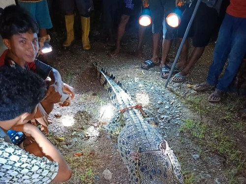 Petugas BBKSDA NTT bersama warga saat menangkap seekor buaya jantan di Sungai Manusak, Kecamatan Kupang Timur, Kabupaten Kupang, NTT, Senin (24/2/2024) malam. (Dok. BBKSDA NTT).