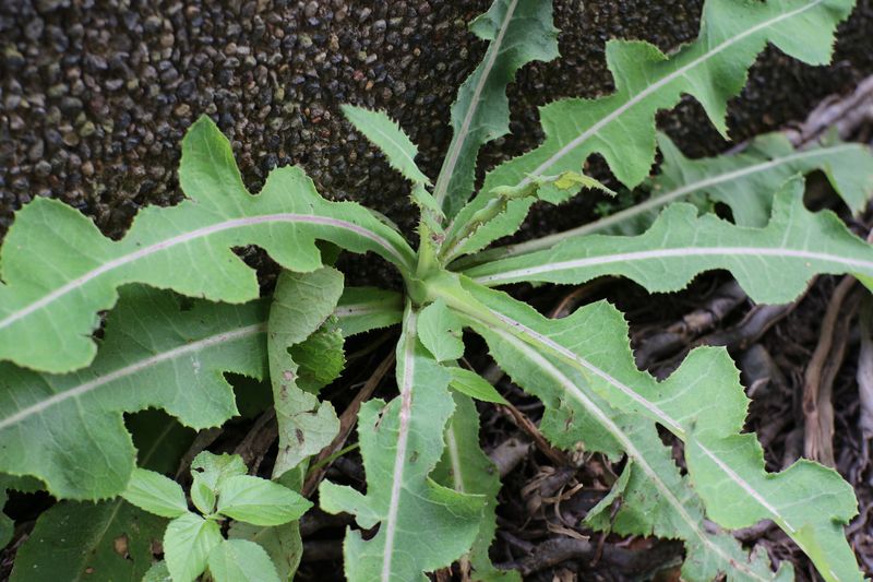 Daun tempuyung (Sonchus Arvensis)