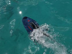 Drone Bawah Air Bantu Pelajari Terumbu Karang di Siprus