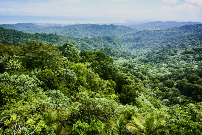 Hutan Nasional El Yunque