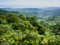 Terpisah dari Rombongan, Abdur Rahman Hilang di Hutan Puerto Rico