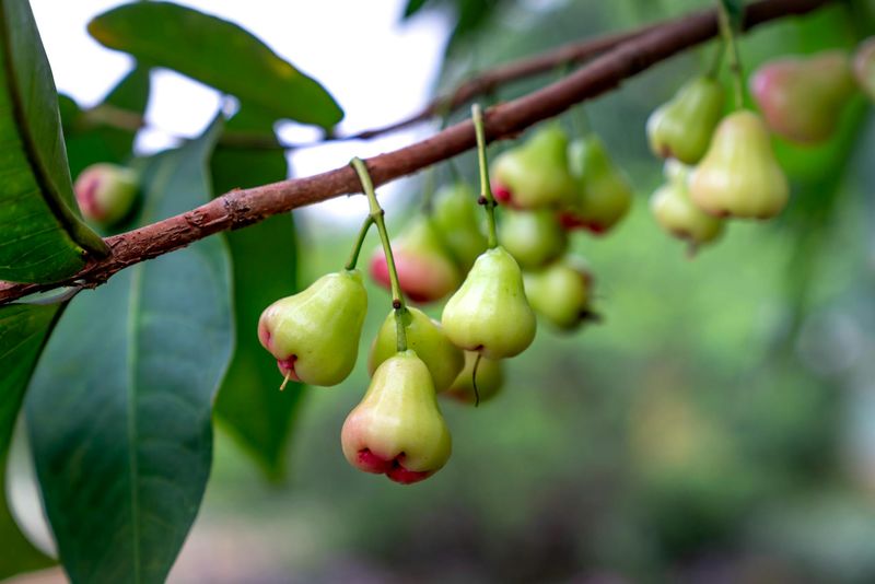 10 Jenis Jambu Air di Indonesia Beserta Gambarnya