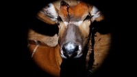 Pengembalian hewan yang terancam punah tersebut, dari Rare Species Conservation Foundation di Florida, dipuji sebagai langkah monumental dalam upaya konservasi Kenya.
