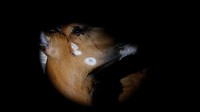 Dari sekitar 500 ekor pada tahun 1970-an, kurang dari 100 ekor bongo gunung diperkirakan masih hidup di alam liar di Kenya, menurut Kenya Wildlife Service.