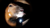 KWS mengatakan hal ini disebabkan oleh hilangnya habitat, perburuan liar, aktivitas ilegal, penyakit, dan populasi kecil yang terfragmentasi.