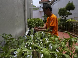 12.146 Napi Ikut Ketahanan Pangan di Lapas, Premi Capai Rp 902 Juta di 2025
