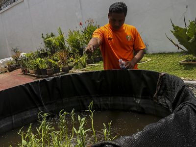 Melihat Warga Binaan Budi Daya Sayur dan Ikan di Rutan Serang