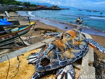 6 Fakta Penyu Kardus di Gadobangkong Sukabumi dan Anggarannya