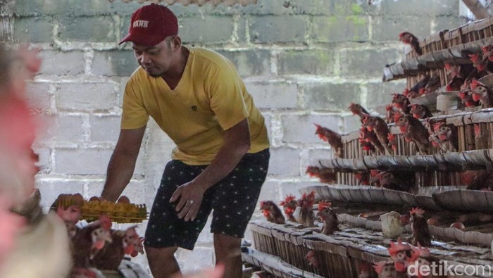 Peternak ayam di Ponorogo