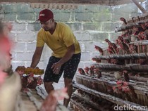 Harga Telur di Ponorogo Merangkak Naik Jelang Ramadan
