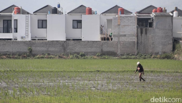 Seorang petani sedang membersihkan sawah dari belukar di lahan garapannya yang terjepit perumahan di Bojongsoang, Kab Bandung