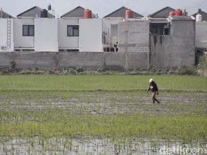 Dilema Rumah Idaman di Atas Lahan Pangan