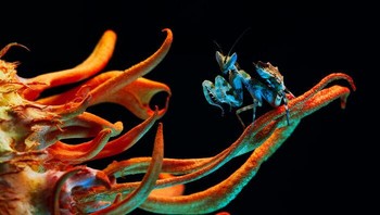 Plants and fungi. Penghargaan Bronze diraih Irina Petrova Adamatzky dari Inggris. Foto: The World Nature Photography Awards