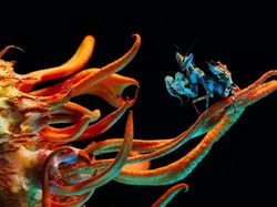 Karya Jawara The World Nature Photographer of The Year 2025 Pukau Mata