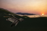 The World Nature Photography Awards 2025