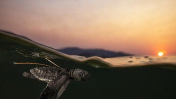 Underwater. Penghargaan Gold diraih Daniel Flormann dari Jerman. Foto: The World Nature Photography Awards