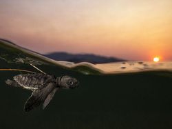 Karya Jawara The World Nature Photographer of The Year 2025 Pukau Mata