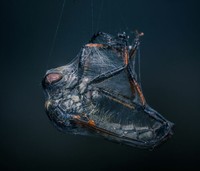 The World Nature Photography Awards 2025
