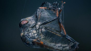 Behaviour - Invertebrates. Penghargaan Gold diraih Niki Colemont dari Belgia. Foto: The World Nature Photography Awards