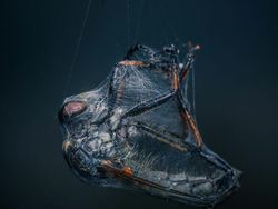 Karya Jawara The World Nature Photographer of The Year 2025 Pukau Mata