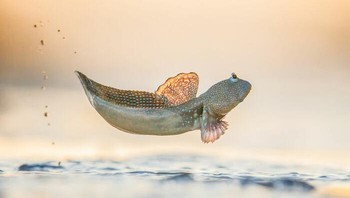 Behaviour - Amphibians and reptiles. Pemenang Gold diraih Georgina Steytler dari Australia. Foto: The World Nature Photography Awards