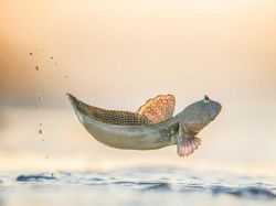 Karya Jawara The World Nature Photographer of The Year 2025 Pukau Mata