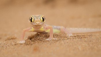 Behaviour - Amphibians and reptiles, Penghargaan Bronze diraih Marti Phillips dari AS Foto: The World Nature Photography Awards