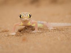 Karya Jawara The World Nature Photographer of The Year 2025 Pukau Mata