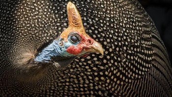 Animal portraits. Penghargaan Bronze diraih Ngar Shun Victor Wong dari Hong Kong Foto: The World Nature Photography Awards