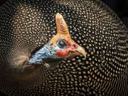 Karya Jawara The World Nature Photographer of The Year 2025 Pukau Mata