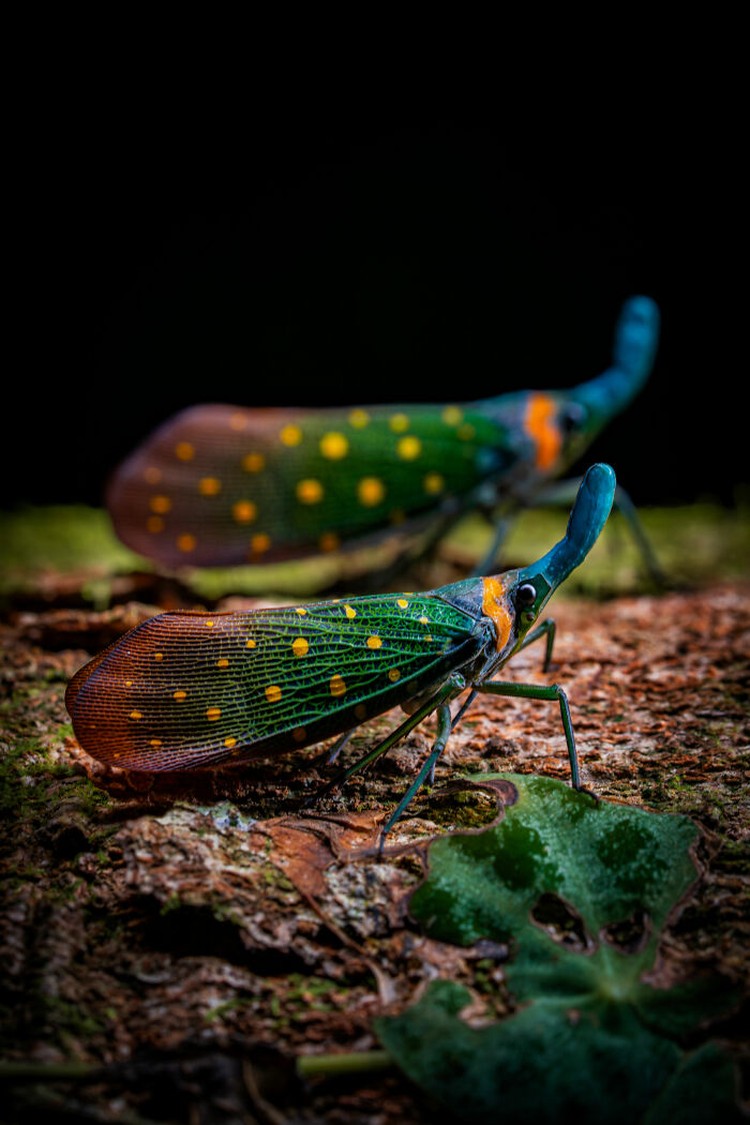 The World Nature Photography Awards 2025