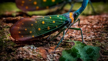 Animal Portraits: Penghargaan Gold diraih Khaichuin Sim dari Malaysia.  Foto: The World Nature Photography Awards