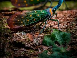 Karya Jawara The World Nature Photographer of The Year 2025 Pukau Mata