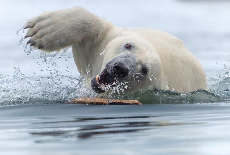 The World Nature Photography Awards 2025