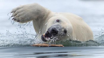 Behaviour - Mammals. Penghargaan Gold diraih Tom Nickels dari Finlandia, Foto: The World Nature Photography Awards