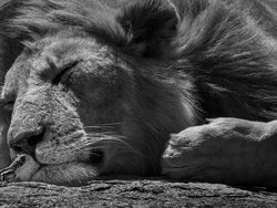 Karya Jawara The World Nature Photographer of The Year 2025 Pukau Mata