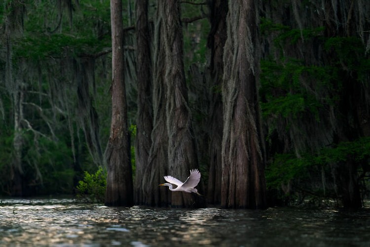 The World Nature Photography Awards 2025