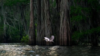 Animals in their habitat. Penghargaan Gold diraih Irene Amiet dari Inggris. Foto: The World Nature Photography Awards