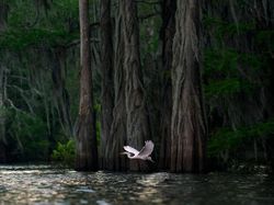 Karya Jawara The World Nature Photographer of The Year 2025 Pukau Mata
