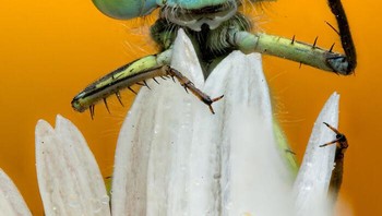 Behaviour - Invertebrates diraih Rory J Lewis dari Inggris. Foto: The World Nature Photography Awards