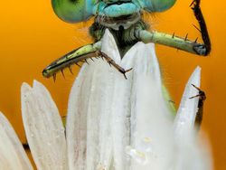 Karya Jawara The World Nature Photographer of The Year 2025 Pukau Mata