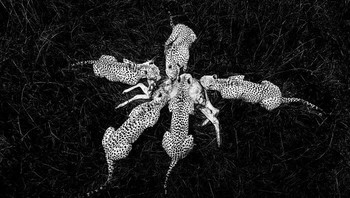 Black and white. Penghargaan Gold diraih Paul Goldstein dari Inggris. Foto: The World Nature Photography Awards