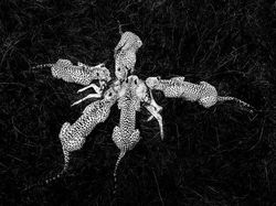 Karya Jawara The World Nature Photographer of The Year 2025 Pukau Mata