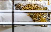 The World Nature Photography Awards 2025