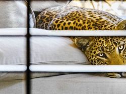 Karya Jawara The World Nature Photographer of The Year 2025 Pukau Mata