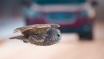 Urban wildlife. Penghargaan Silver diraih Elizabeth Yicheng Shen dari Inggris. Foto: The World Nature Photography Awards