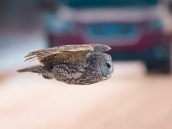 Karya Jawara The World Nature Photographer of The Year 2025 Pukau Mata