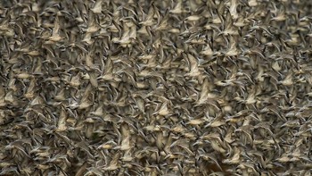 Behaviour - Birds. Penghargaan Clive Burns dari Inggris. Foto: The World Nature Photography Awards