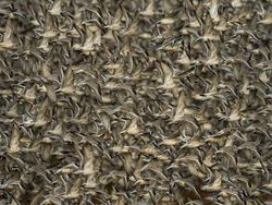 Karya Jawara The World Nature Photographer of The Year 2025 Pukau Mata