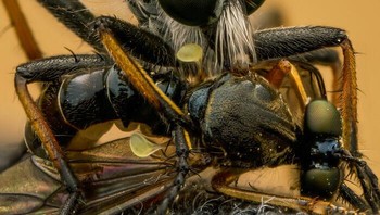 Behaviour - Invertebrates diraih Pawel Tyl dari Polandia. Foto: The World Nature Photography Awards